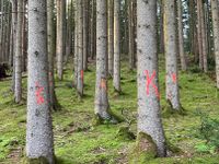 K&auml;ferbefall im Fichten Wald